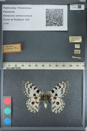 Media type: image;   Entomology 175000